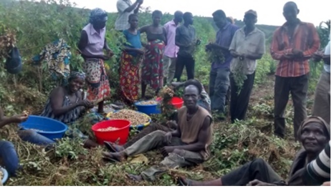 Récolte d’arachides du champ communautaire du CVD Kikomo dans l’axe Banna