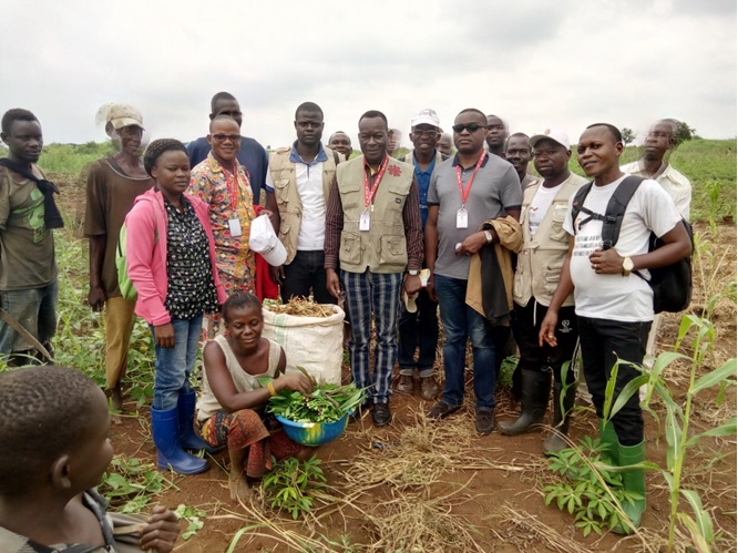 Moment de récolte au niveau du site de Kambo et ce en présence de l’équipe Caritas Congo Asbl et Caritas Molegbe