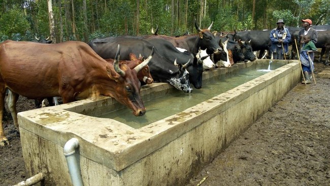 Le projet a aussi construit des abreuvoirs pour les bétails