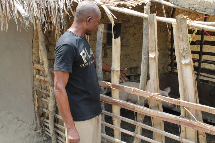 Un porcelet reçu par un ménage vulnérable aux risques des catastrophes