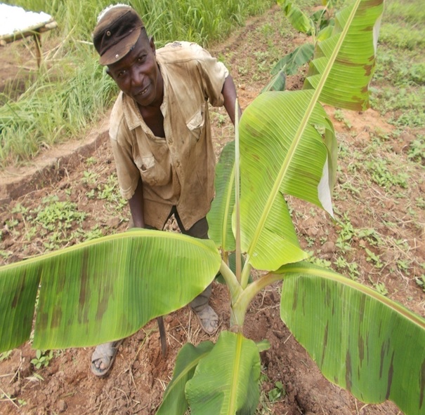 Paysan encadré par le PSA Luozi dans la culture pérenne des bananiers à Kingila dans le secteur de Mbanza-Mona
