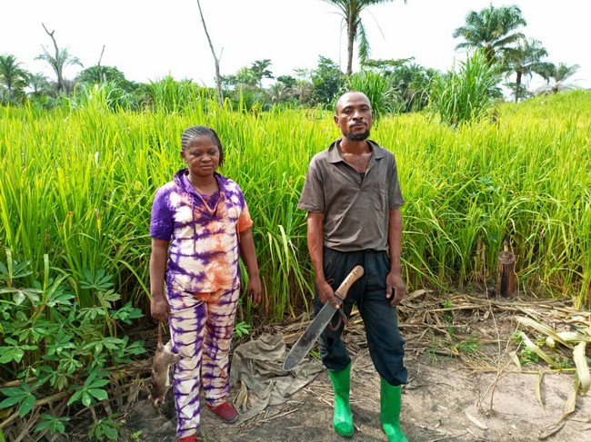 Champ de riz de l'AS 