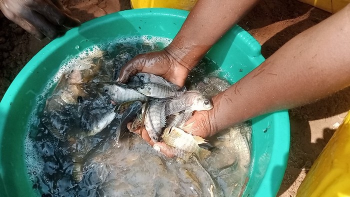 Pisciculture-Kikwit-066