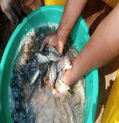 Pisciculture-Kikwit2-d98