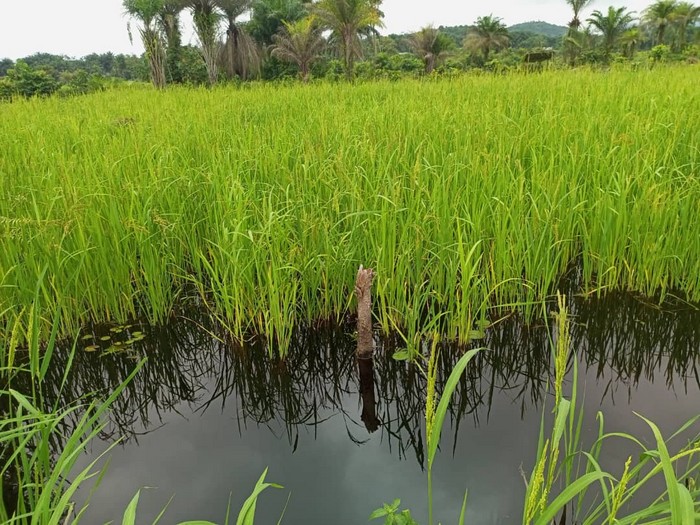 Kindu_rizipisciculture-b7c